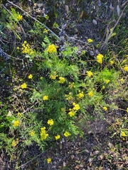 Lomatium caruifolium