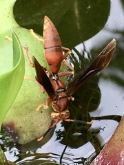 Polistes cavapyta