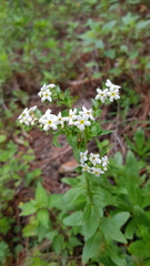 Lithospermum distichum