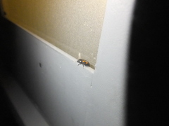 Glischrochilus japonius