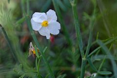 Helianthemum apenninum