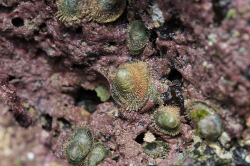 Hipponicidae