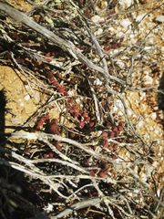 Curio radicans