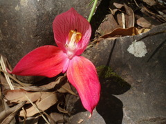 Disa uniflora