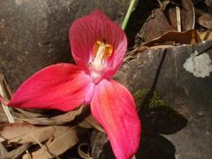 Disa uniflora