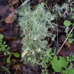 Usnea intermedia