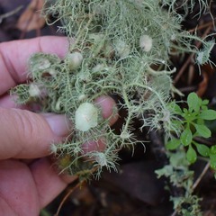 Usnea intermedia
