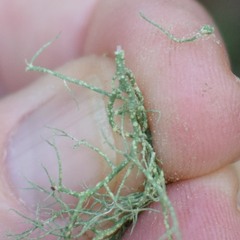 Usnea intermedia