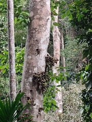 Ficus hispida