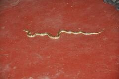 Oligodon taeniolatus