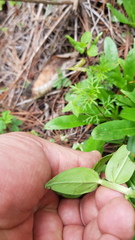 Lithospermum distichum