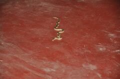 Oligodon taeniolatus