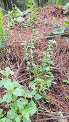 Lithospermum distichum