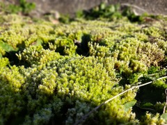 Racomitrium