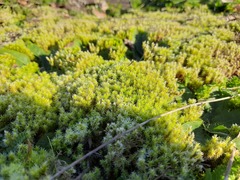 Racomitrium