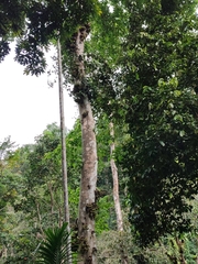 Ficus hispida