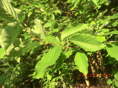 Magnolia acuminata