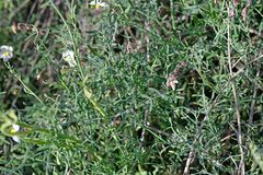 Helianthemum apenninum