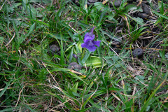 Pinguicula grandiflora