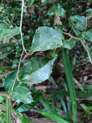 Streblus ilicifolius