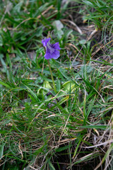 Pinguicula grandiflora