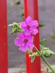 Mirabilis viscosa