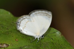 Oboronia bueronica