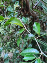 Streblus ilicifolius