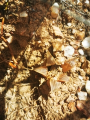 Haworthia