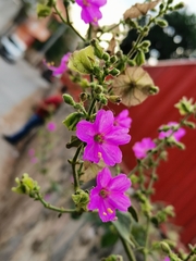 Mirabilis viscosa