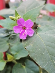 Mirabilis viscosa