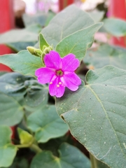 Mirabilis viscosa