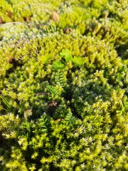 Racomitrium