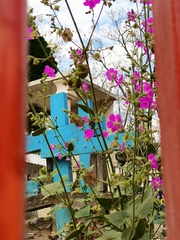 Mirabilis viscosa
