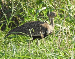 Eupodotis ruficrista