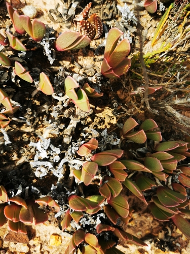 Breede Tiptoothfig (Acrodon purpureostylus)