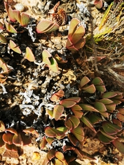 Acrodon purpureostylus