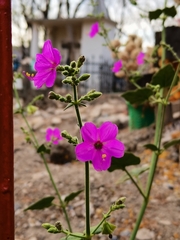 Mirabilis viscosa