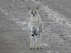 Leptailurus serval serval
