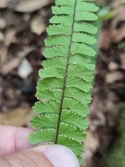 Adiantum caudatum