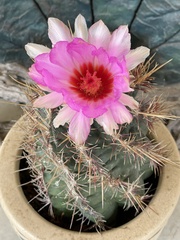 Thelocactus bicolor