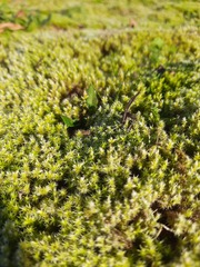 Racomitrium