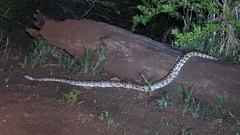 Python natalensis