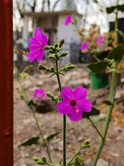 Mirabilis viscosa