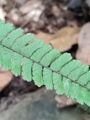 Adiantum caudatum