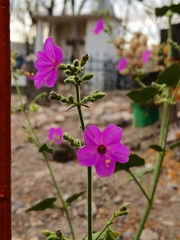 Mirabilis viscosa