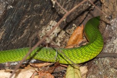 Dendroaspis angusticeps