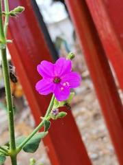Mirabilis viscosa