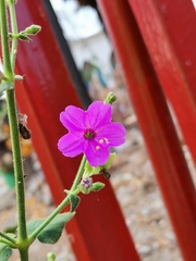 Mirabilis viscosa