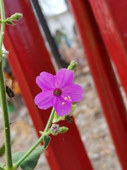 Mirabilis viscosa